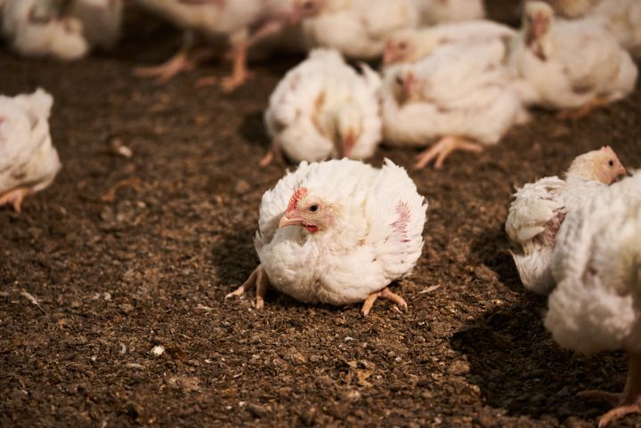 I produktionen vokser kyllinger til slagt fra 50 gram til to kilo på cirka 30 dage. Derfor kalder man dem for turbokyllinger. Den ekstreme tilvækst gør, at over 95 procent af kyllingerne er gangbesværet. Konsekvensen er blandt andet smertefulde lidelser i benene, der medfører halthed og inaktivitet.