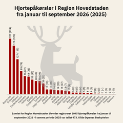 <div class="infogram-embed" data-id="f1609900-0647-418b-9a3c-a93a606b5c94" data-type="interactive" data-title="Hjortepåkørsler region Hovedstaden (kommuner) 2026"></div><script>!function(e,n,i,s){var d="InfogramEmbeds";var o=e.getElementsByTagName(n)[0];if(window[d]&&window[d].initialized)window[d].process&&window[d].process();else if(!e.getElementById(i)){var r=e.createElement(n);r.async=1,r.id=i,r.src=s,o.parentNode.insertBefore(r,o)}}(document,"script","infogram-async","https://e.infogram.com/js/dist/embed-loader-min.js");</script>