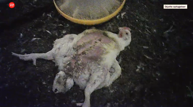 Levende, fjerpillede kyllinger bliver efterladt liggende på ryggen til en lidelsesfuld og langsom død. Når en kylling er fjerpillet, er det et tegn på, at de andre har hakket i den, uden den har været i stand til at flytte sig.