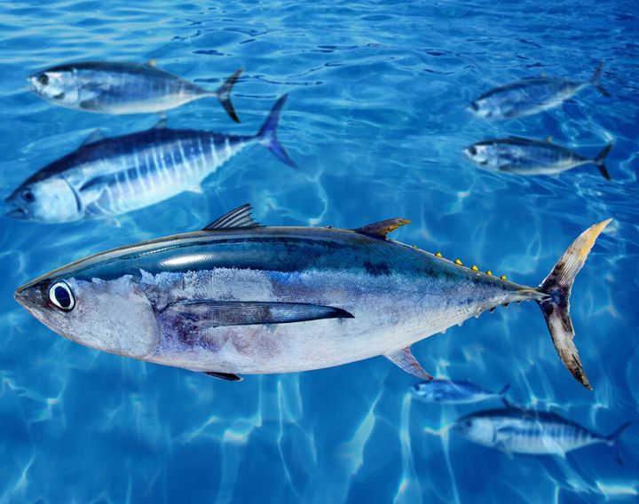 Albacore tun
