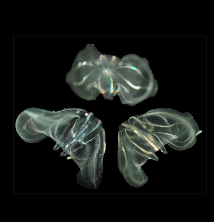 Invasive gopler af arten Mnemiopsis leidyi