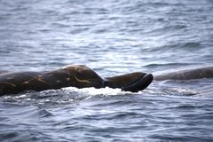 På billedet kan man se undermundens tænder. Denne hval er også fuld af ar fra kamp med andre næbhvaler.