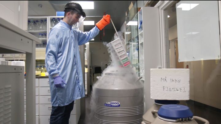 Forskningsleder Rasmus Siersbæk i færd med at tage nogle celler op fra en nitrogenfryser, hvor de opbevares ved ekstremt lave temperaturer (-196 C), når forskerne ikke arbejder med dem.
