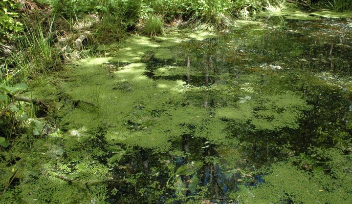 Andemad (latin: Lemna minor) er en vandplante, der effektivt kan opsamle mikro- og nanoplastik.