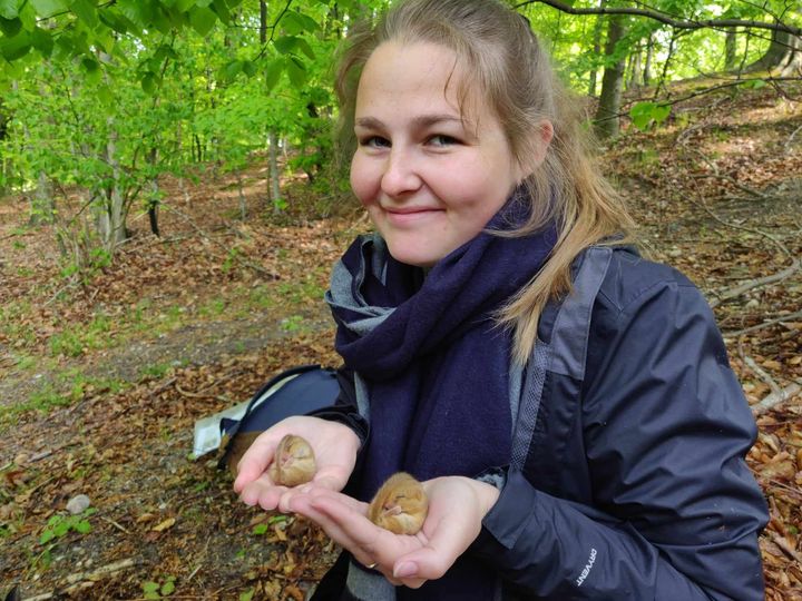 Biolog og projektleder Zenia Henriksdottir Hansen beder nu danskerne om hjælp til at kigge efter hasselmus