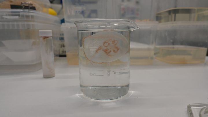 Vandmænd er i Danmark er uudnyttet ressource. De findes i større og større antal i vores farvande og kan være et problem for de pressede fiskebestande og økologiske balancer.