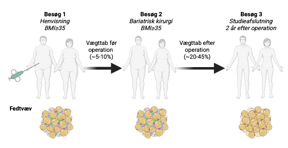 Ændringer i fedtvæv under vægttab i ATLAS-studiet: Studiet fulgte personer med svær overvægt før og efter vægttab – opnået gennem livsstilsændringer og bariatrisk kirurgi. Ved at analysere vævsprøver fra underhudsfedt med enkeltcellesekventering kortlagde forskerne fedtvævets celler og deres genaktivitet under vægttab. Udarbejdet i BioRender. Loft, A. (2026) https://BioRender.com/cmo7azo