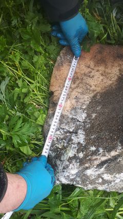 Her ses tandmærker og bidemærker i en af finnerne. De er sat af en spækhugger, vurderer forskerne.