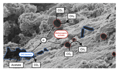 Bakterier (blå) og archaea (røde) interagerer på ledende partikler. Bakterierne oxiderer acetat til CO₂ og frigiver elektroner (e⁻), der bevæger sig via partiklerne til archaea, som reducerer CO₂ til metan (CH₄).