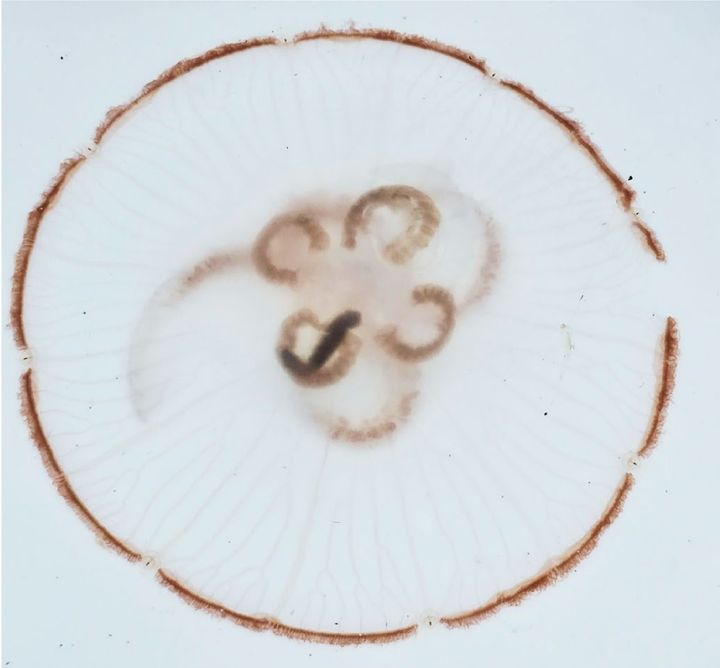 I vandmandens indre ses en børsteorm, som endnu ikke er fordøjet.