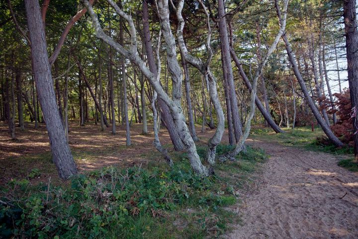 Hornbæk Plantage i Nordsjælland er et af steder, der fremover bliver vildere.