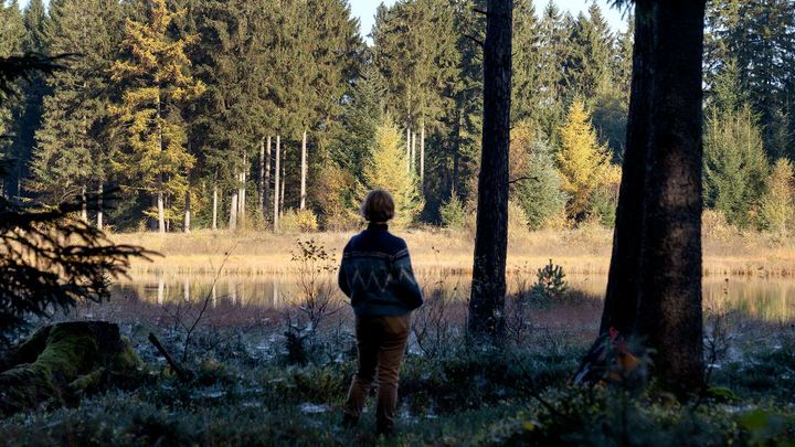 Billede fra Palsgård Skov