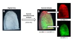 Figur 2. Eksempel på brug af den nye metode: (A) viser et digitalt foto af fingeraftryk på gelatinehinde (aftrykkene er fremkaldt med hvidt pulver og løftet af en glasoverflade). Det er tydeligt at se, at der er to overlappende aftryk, men på det digitale foto kan mønsterdetaljerne for de enkelt aftryk i det overlappende område ikke umiddelbart tydes. Med den nye metode kan vi danne mange hundrede billeder af de kemiske forbindelser, der findes i fingeraftrykkene. Som vist i (B) er nogle af disse forbindelser unikke for det enkelte fingeraftryk og vi kan således bruge dem til visuelt at adskille fingeraftrykkene. En mere detaljeret kemisk analyse (ikke vist her) fortæller os samtidig, at de to forbindelser, m/z 284 og m/z 521, er stoffer, der ofte anvendes som tilsætningsstoffer i produkter til personlig pleje, fx. håndcreme, bodylotions og foundations.