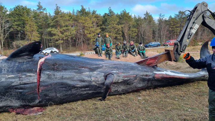 Hvalen strandede i Ålbækbugten, og forskere fra hele Danmark var inviteret til dissektionen af det store pattedyr. Foto: Henrik Lauridsen/AU