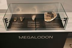 Megalodon-hvirvlen kan ses på museet ved Gram Lergrav − Museum Sønderjylland, hvor man også selv kan gå på fossiljagt.