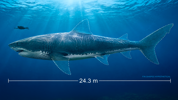 Rekonstruktion af den 24,3 meter lange, uddøde Otodus megalodon. Hajens længde er baseret på de 10,8 millioner år gamle hvirvler fra Gram Lergrav, som er beskrevet i det nye studie. OBS: Den præcise form, størrelse og placering af de fleste finner er fortsat ukendt. Et voksent menneske (Homo sapiens) er illustreret som størrelsesreference, men de to arter har aldrig levet samtidig.