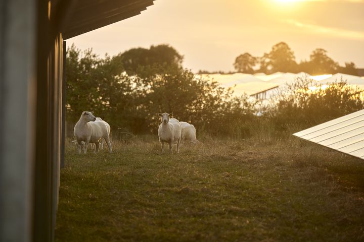 Flere solskinstimer og faldende elforbrug fik elpriserne til at falde i marts.