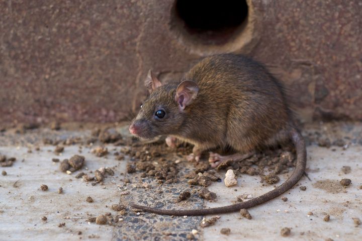 Generelt er antallet af rotteanmeldelser i Danmark faldet over de seneste år. GF Forsikring opfordrer dog til fortsat at være på vagt over for de ubudne gæster (Foto: Colourbox)