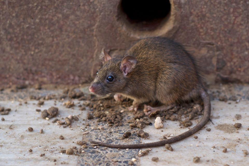 Trods gode tal: Ny rotte-invasion kan være på vej | GF Forsikring