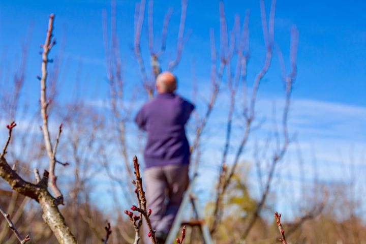 Hundredvis af havefolk kommer hvert år til skader under havearbejdet. GF Forsikring råder danskerne til at bruge sikkerhedsudstyr og i øvrigt tænke sig om en ekstra gang, inden man sætter ind med havearbejdet. (Arkivfoto/GF Forsikring)
