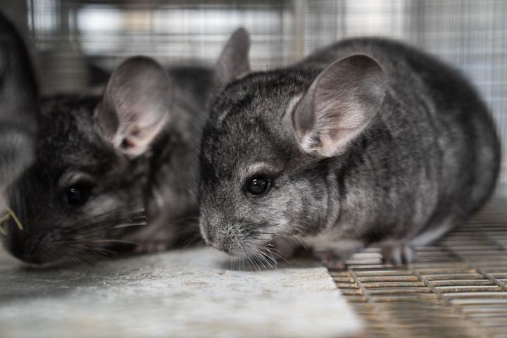Når efteråret og vinteren sætter ind, stiger risikoen for skadedyr. Rigtig mange danskere frygter ifølge en ny undersøgelse fra GF Forsikring og A/B Analyse at få besøg af de ubudne gæster. GF Forsikring kommer med gode råd til, hvad man selv kan gøre for at forebygge problemet. (Foto: ScanpixPro/Emil Helms. Dette billede må kun bruges i forbindelse med omtale af GF Forsikring)
