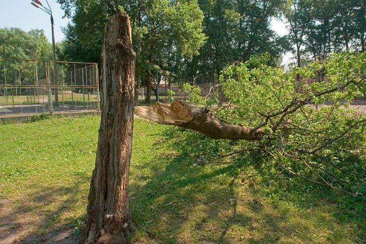 GF Forsikring melder om 88 skader efter stormen Boelo, der ramte Danmark i Weekenden. Vandindtrængen og væltede træer var blandt de typiske skader. (Foto: ScanpixPro/Stepanov, YAY Media A/S. Dette billede må kun bruges i forbindelse med omtale af GF Forsikring)