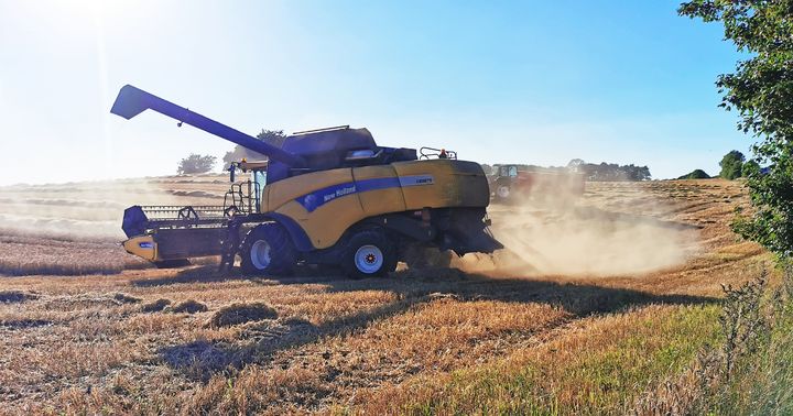 Foto af moden kornmark, der høstes.