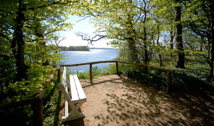 Udsigt over havet gennem en tunnel af bøgetræer - en smuk markør for foråret