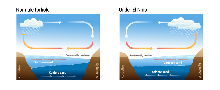 Den netop påbegyndte El Niño kan udvikle sig til en kraftig begivenhed allerede i løbet af de kommende måneder.