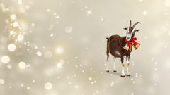 En af landets mest kendte velgørenhedsgaver er geden, som man via Folkekirkens Nødhjælp kan give til en familie, der lever i fattigdom i Nepal eller Malawi