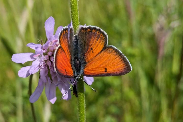 De første optællinger viser, at sommerfuglene lige nu har det godt på Baunesletten. Her Violetrandet Ildfugl.