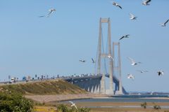 Storebælts østbro med fugle forgrunden, og trafik på i baggrunden på broen