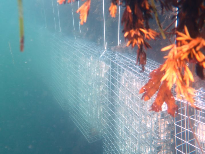 Fiskebørnehaver i Ebeltoft Færgehavn