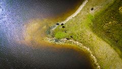 Kvæg ved Lungholm Sø dronefoto