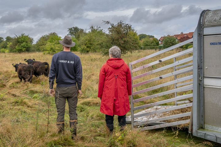 To okser er ankommet til Radiomarken, hvor de skal leve i den store fold og styrke biodiversiteten ved deres adfærd.