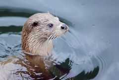 Odderen er en af de syv hjemmehørende arter af mårdyr i Danmark. Foto: AQUA Akvarium & Dyrepark