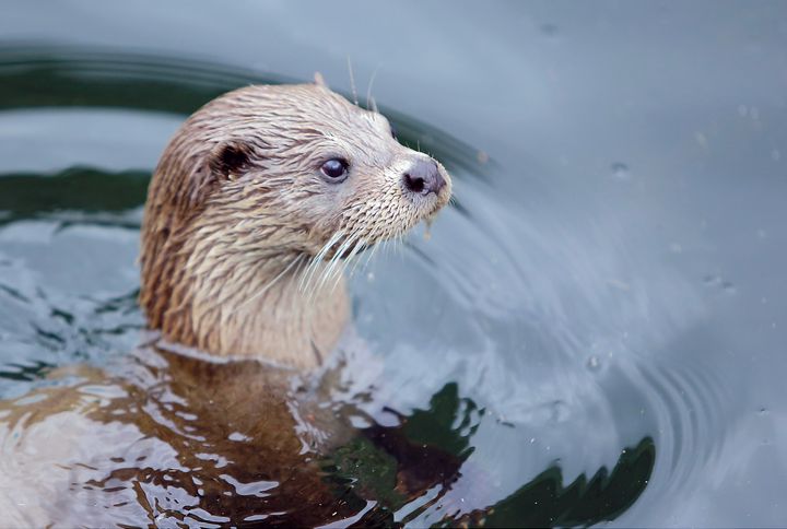 Odderen er en af de syv hjemmehørende arter af mårdyr i Danmark. Foto: AQUA Akvarium & Dyrepark