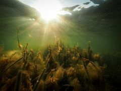 Mange steder er havbunden i år overgroet med trådalger kaldet fedtemøg. Fedtemøget lægger sig på andre planter og skygger for lyset - og skaber iltsvind. Billedet her viser, hvordan det ser ud i Vejle Fjord.