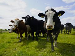 Det bliver helt afgørende, at reguleringen faktisk får landmænd til at omlægge de jorde, der forurener mest, og det er der ikke skabt tilstrækkelig sikkerhed for, lyder det fra Maria Reumert Gjerding, præsident i Danmark Naturfredningsforening.