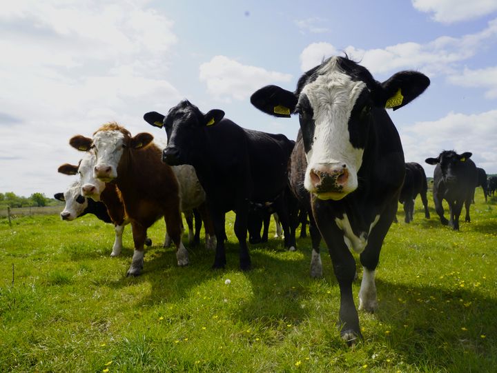 Det bliver helt afgørende, at reguleringen faktisk får landmænd til at omlægge de jorde, der forurener mest, og det er der ikke skabt tilstrækkelig sikkerhed for, lyder det fra Maria Reumert Gjerding, præsident i Danmark Naturfredningsforening.