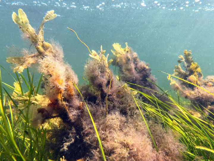 Hav- og dambrug udleder store mængder næringsstoffer til vandmiljøet og bidrager til lokal algeopblomstring og dårlig miljøtilstand. Det kan erhvervet gøre uden at betale den spildevandsafgift, som andet industri og almindelige borgere gør.
