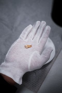 Tand fra vikingetiden, der kan bruges til at bestemme den gravlagtes køn