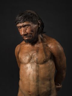 Rekonstruktion af en neandertal fra evolutionstrappen på Moesgaard.