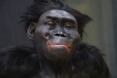 På evolutionstrappen kan man se Lucy, en voksdukke af en menneskeabe, der levede for 3.2 millioner år siden.