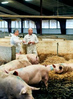 Fødevarestyrelsens embedsdyrlæger har gennemført stikprøvekontroller af halekupering i grisestaldene. Grisenes haler må kun kuperes, hvis landmanden kan dokumentere, at det er nødvendigt. Fødevarestyrelsens embedsdyrlæger har kontrolleret landmændenes dokumentation. Hver tredje landmand fik en eller flere sanktioner for at overtræde reglerne.