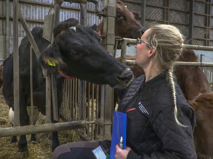 Embedsdyrlæge Mia Mørup kontrollerer, om en ko har klare øjne og tør næse. Det sker i en kontrol, hvor Fødevarestyrelsen bruger DyreBaserede VelfærdsIndikatorer, DBVI, til at bedømme den samlede velfærd i landmandens besætning.