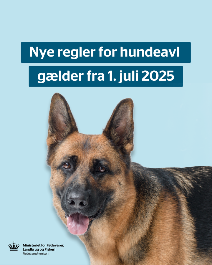 Foto af schaefferhund med teksten nye regler for hundeavl gælder fra 1. juli 2025