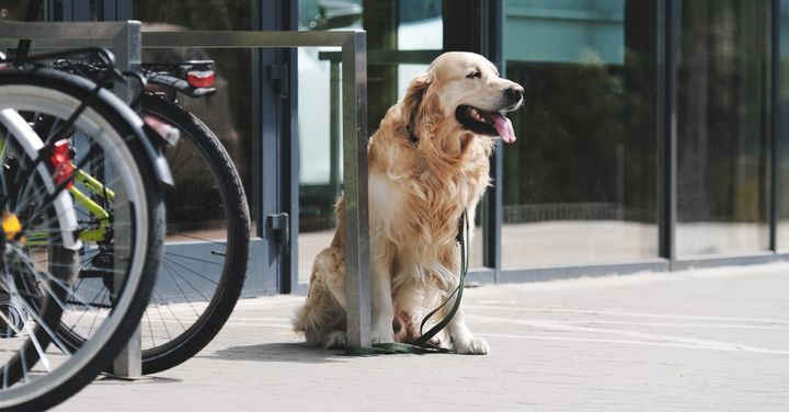 Foto af hund, som står bundet til et stativ i skarp sol