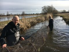 Biologer fra Næstved Kommuner tømmer ruser for gedder i åen