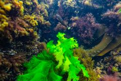 Nye små stenrev vil skabe skjulte oaser under vandoverfladen, hvor bl.a. den truede brakvandsgedde kan vokse op i sikkerhed. Med støtten fra Havnaturfonden og Den Danske Naturfond kan Næstved Kommune hjælpe en rigere fiskebestand og biodiversitet på vej. Det vil styrke hele kystmiljøet, friluftsturismen og lokalsamfundet, siger Rune Kristensen (K), udvalgsformand for Næstved Kommunes Klima-, Miljø og Friluftsturismeudvalg.